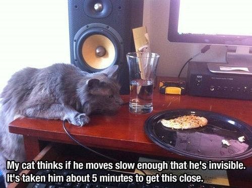 My cat thinks if he moves slow enough that he's invisible. It's taken him about 5 minutes to get this close.