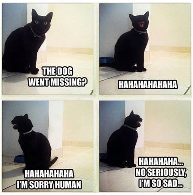 THE DOG WENT MISSING? HAHAHAHAHAHA HAHAHAHAHA I'M SORRY HUMAN HAHAHAHA... NO SERIOUSLY I'M SO SAD..