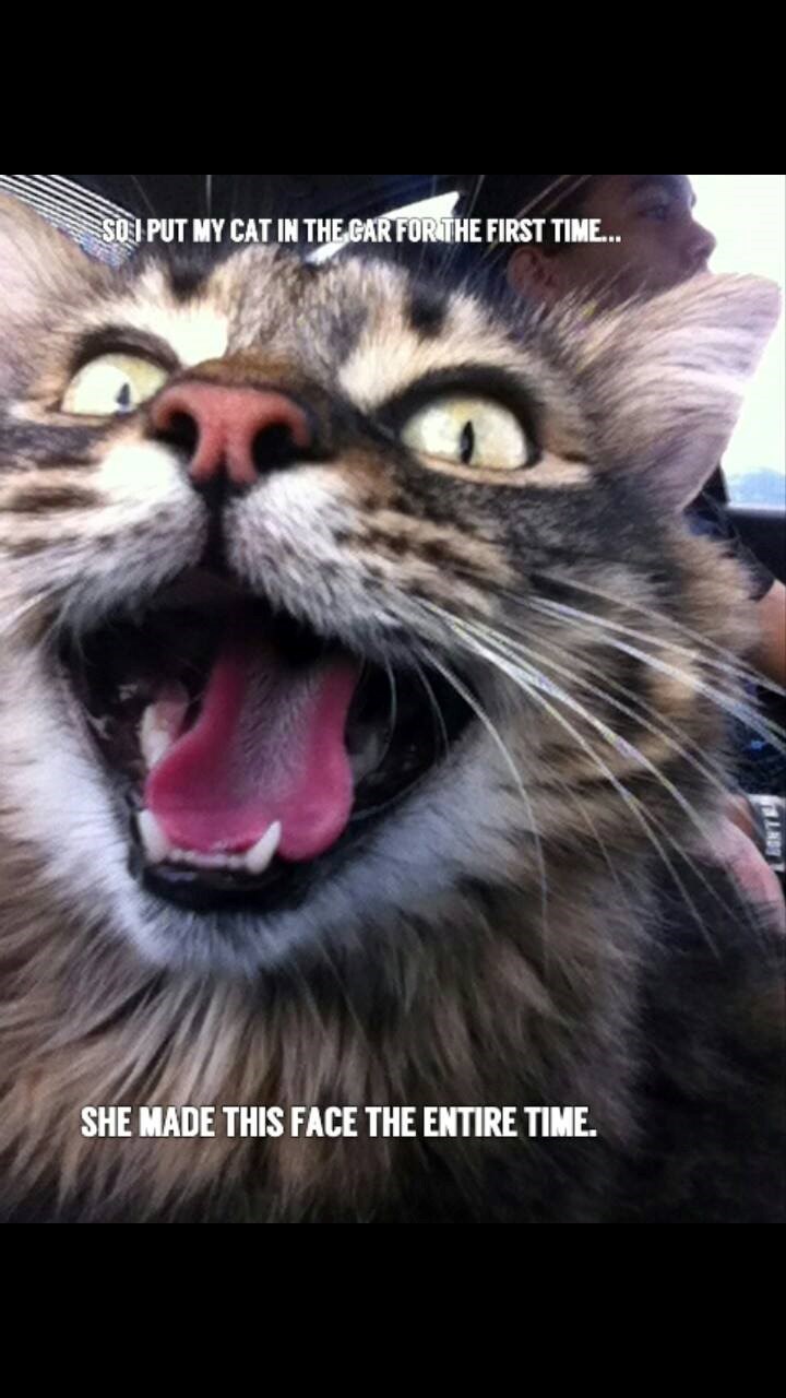 SO I PUT MY CAT IN THE CAR FOR THE FIRST TIME... SHE MADE THIS FACE THE ENTIRE TIME.