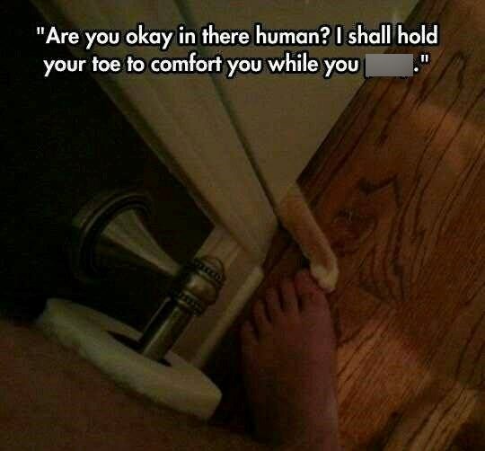 "Are you okay in there human? I shall hold your toe to comfort you while you 6789