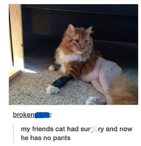 broken my friends cat had sur ry and now he has no pants