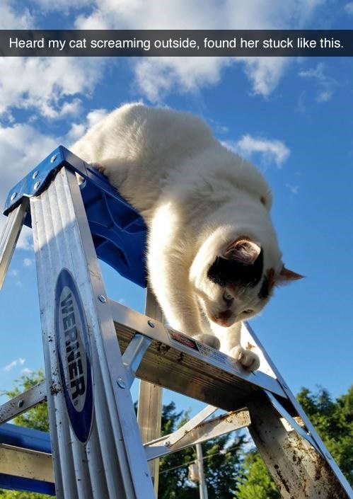 Heard my cat screaming outside, found her stuck like this. WERNER