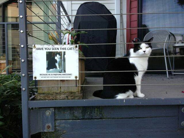 HAVE YOU SEEN THIS CAT?? BECAUSE HE IS FR@ING AWESOME!