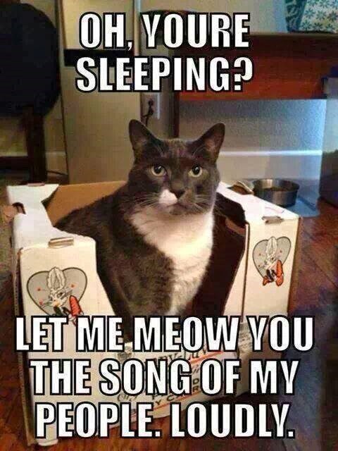 OH YOURE SLEEPING? LET ME MEOW YOU THE SONG OF MY PEOPLE. LOUDLY.