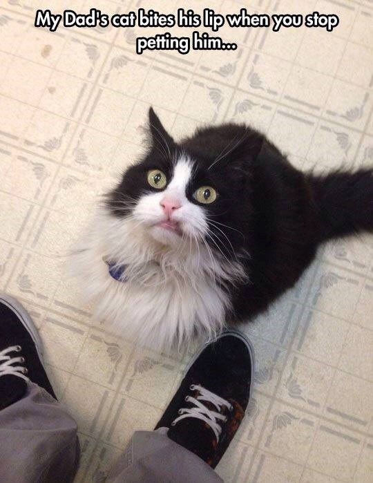 My Dad's cat bites his lip when you stop petting him... KC