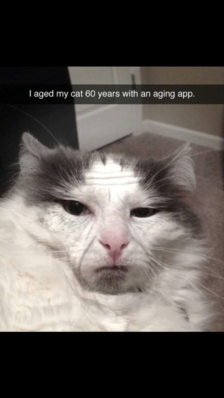 I aged my cat 60 years with an aging app.