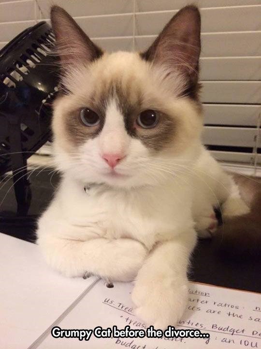 us. Trea fation n arter ratios? us are the sa ities, Budget De Grumpy Cat before the divorce... budget : an 104