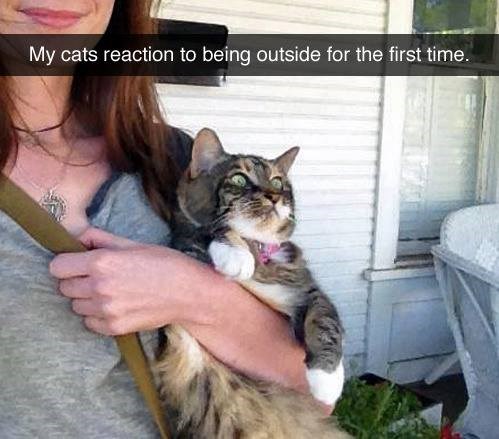 My cats reaction to being outside for the first time.