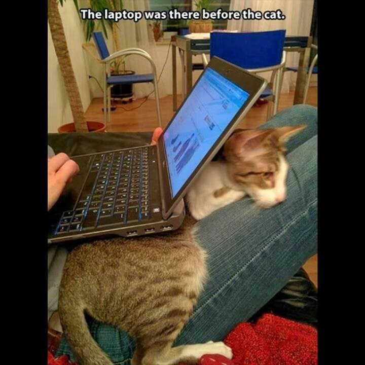 The laptop was there before the cat.
