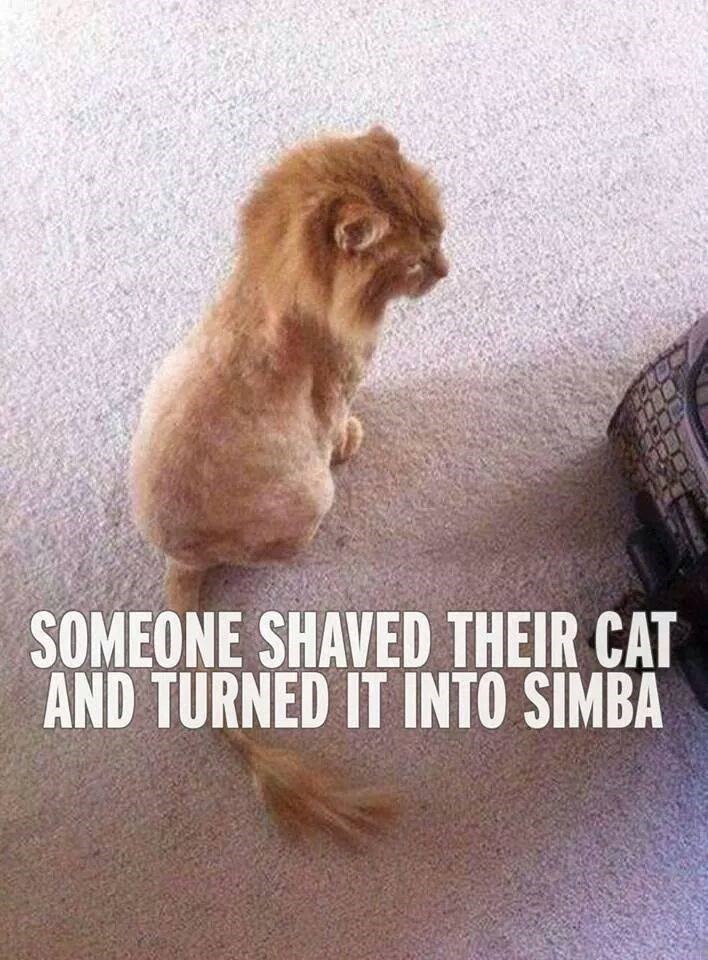 SOMEONE SHAVED THEIR CAT AND TURNED IT INTO SIMBA