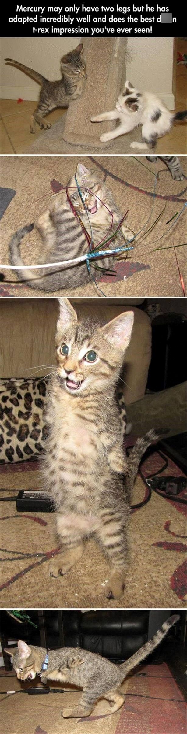 Mercury may only have two legs but he has adapted incredibly well and does the best d t-rex impression you've ever seen!