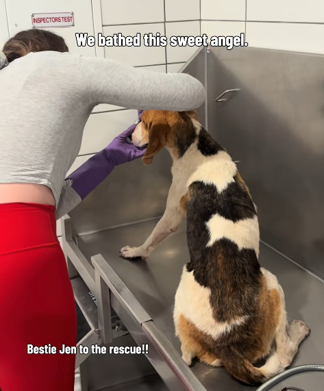 INSPECTORS TEST We bathed this sweet angel. Bestie Jen to the rescue!!
