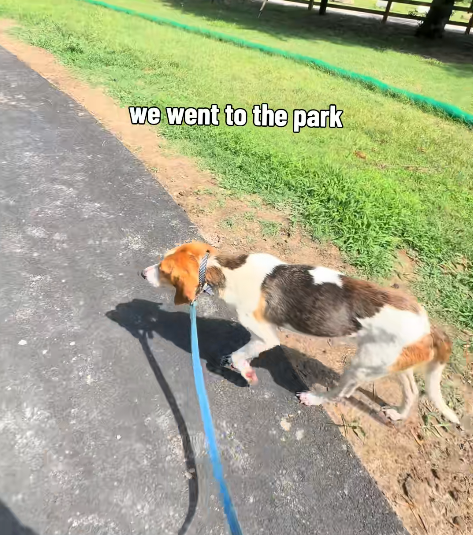 we went to the park