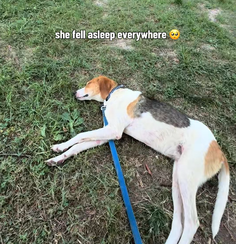 she fell asleep everywhere 36