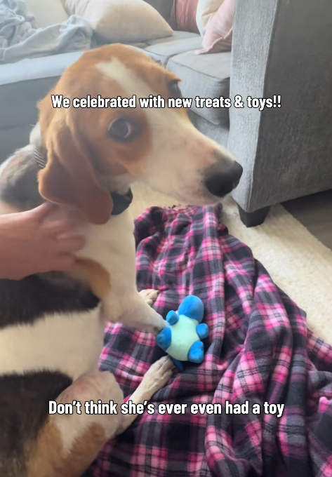 We celebrated with new treats & toys!! Don't think she's ever even had a toy