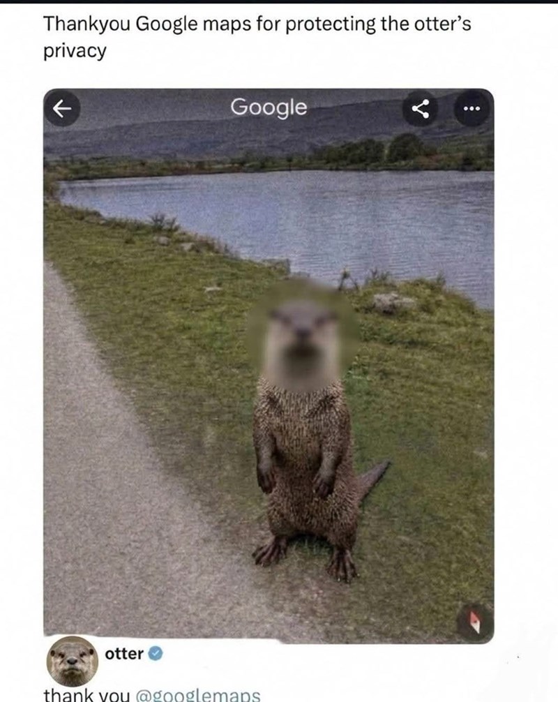 Thankyou Google maps for protecting the otter's privacy ← Google otter thank you @googlemaps