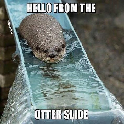 @UpdootCat HELLO FROM THE OTTER SLIDE