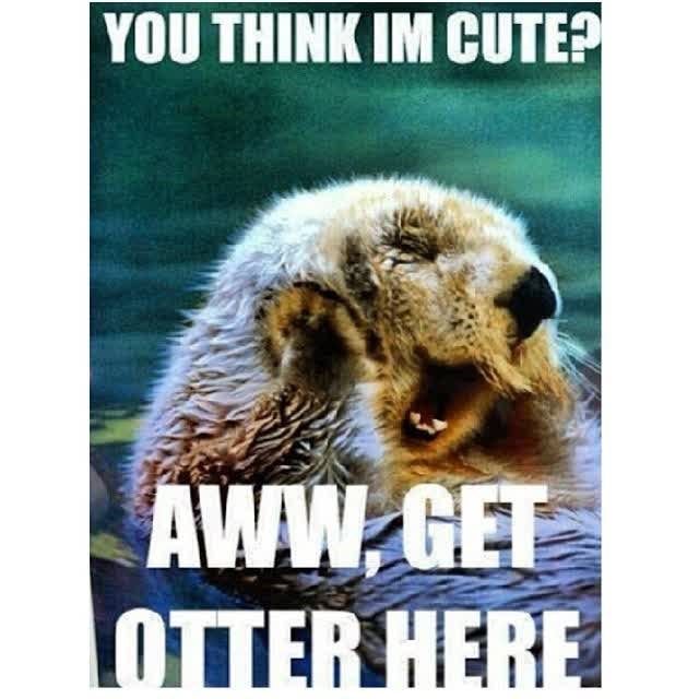 YOU THINK IM CUTE? AWW.GET OTTER HERE