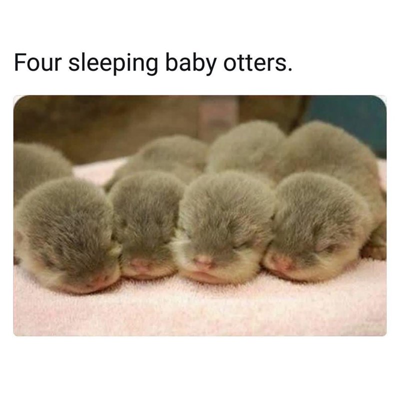 Four sleeping baby otters.