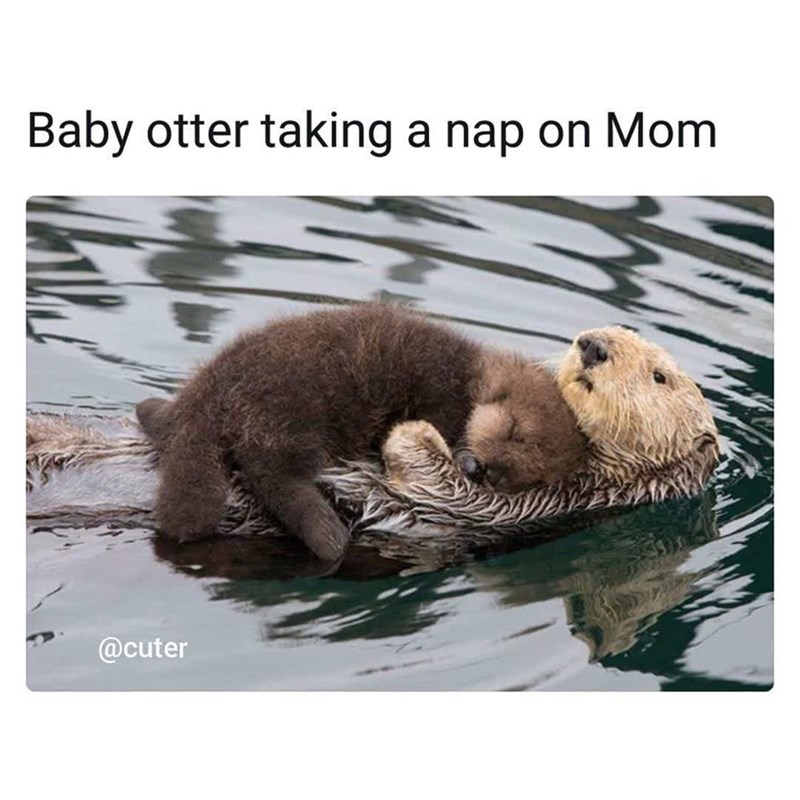 Baby otter taking a nap on Mom @cuter