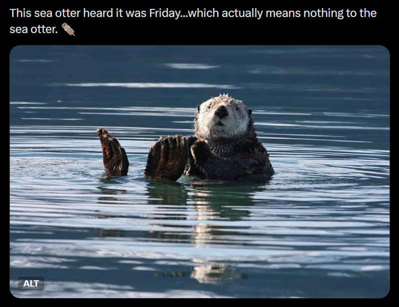 This sea otter heard it was Friday...which actually means nothing to the sea otter. ALT
