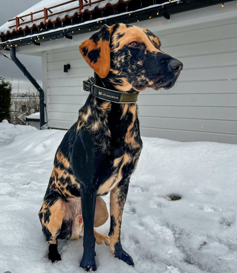 VIP DOGWEAR
