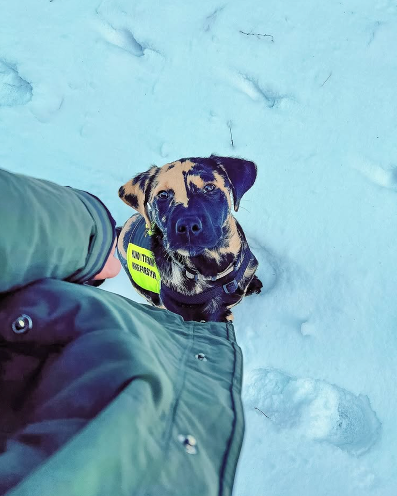 HUND ITREN IKKE FORSIK