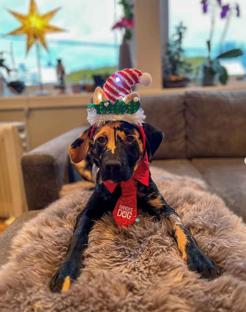 SANTA'S DOG