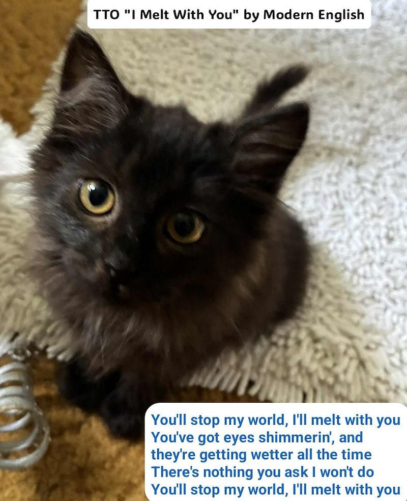 TTO "I Melt With You" by Modern English You'll stop my world, I'll melt with you You've got eyes shimmerin', and they're getting wetter all the time There's nothing you ask I won't do You'll stop my world, I'll melt with you