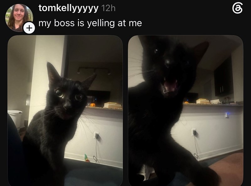 + tomkellyyyyy 12h my boss is yelling at me @
