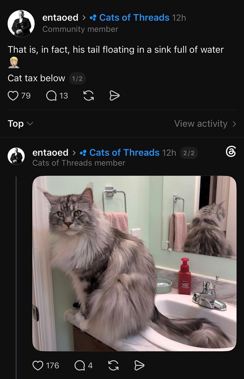 entaoed • Cats of Threads 12h Community member That is, in fact, his tail floating in a sink full of water Cat tax below 1/2 79 Q13 G = Top ✓ View activity > entaoed > • Cats of Threads 12h 2/2 Cats of Threads member கு 176 Q4 14 G Ө