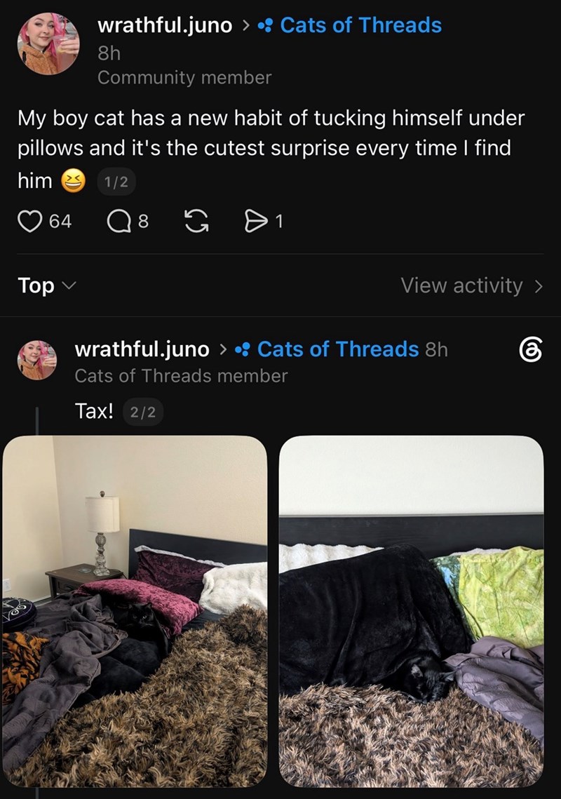wrathful.juno > • Cats of Threads 8h Community member My boy cat has a new habit of tucking himself under pillows and it's the cutest surprise every time I find him 1/2 64 Q 8 1 Top View activity > 6 wrathful.juno > Cats of Threads 8h Cats of Threads member Tax! 2/2