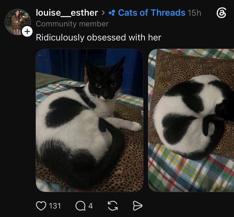louise_esther • Cats of Threads 15h Community member + Ridiculously obsessed with her 131 Q4 G கு