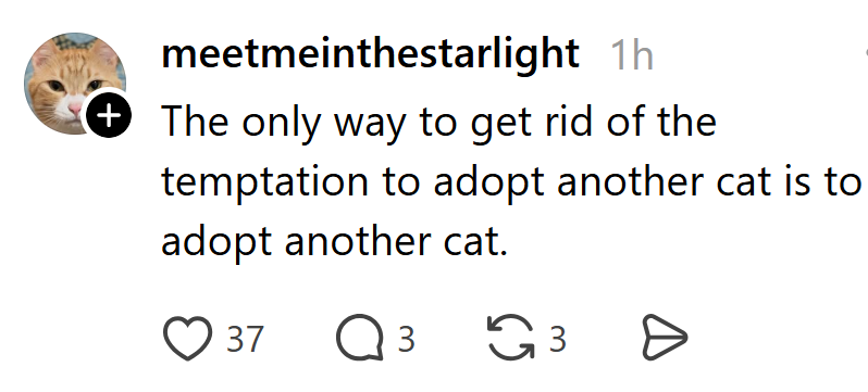 meetmeinthestarlight 1h + The only way to get rid of the temptation to adopt another cat is to adopt another cat. 37 3 65 ૬૩ Ө