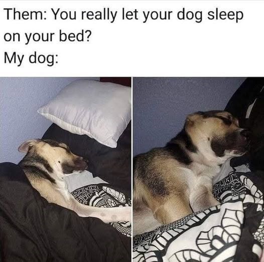 Them: You really let your dog sleep on your bed? My dog: