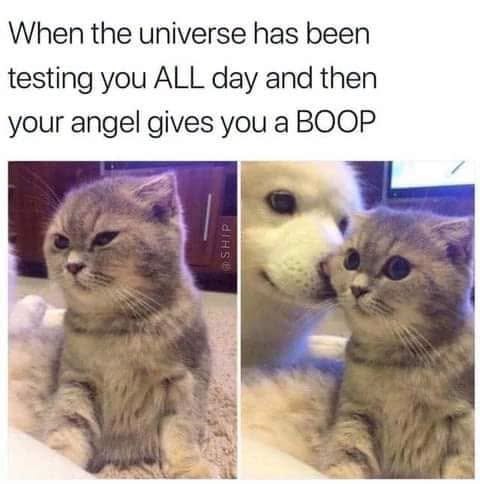 When the universe has been testing you ALL day and then your angel gives you a BOOP SHIP