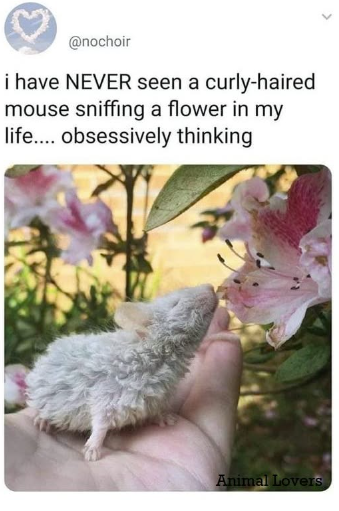 @nochoir i have NEVER seen a curly-haired mouse sniffing a flower in my life.... obsessively thinking Animal Lovers