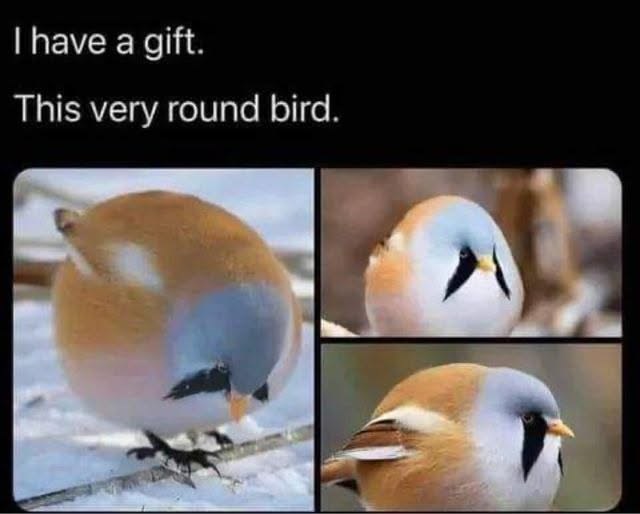I have a gift. This very round bird.