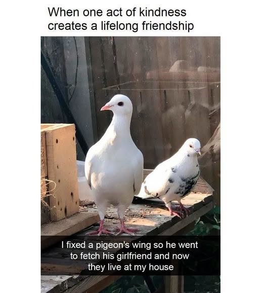When one act of kindness creates a lifelong friendship I fixed a pigeon's wing so he went to fetch his girlfriend and now they live at my house