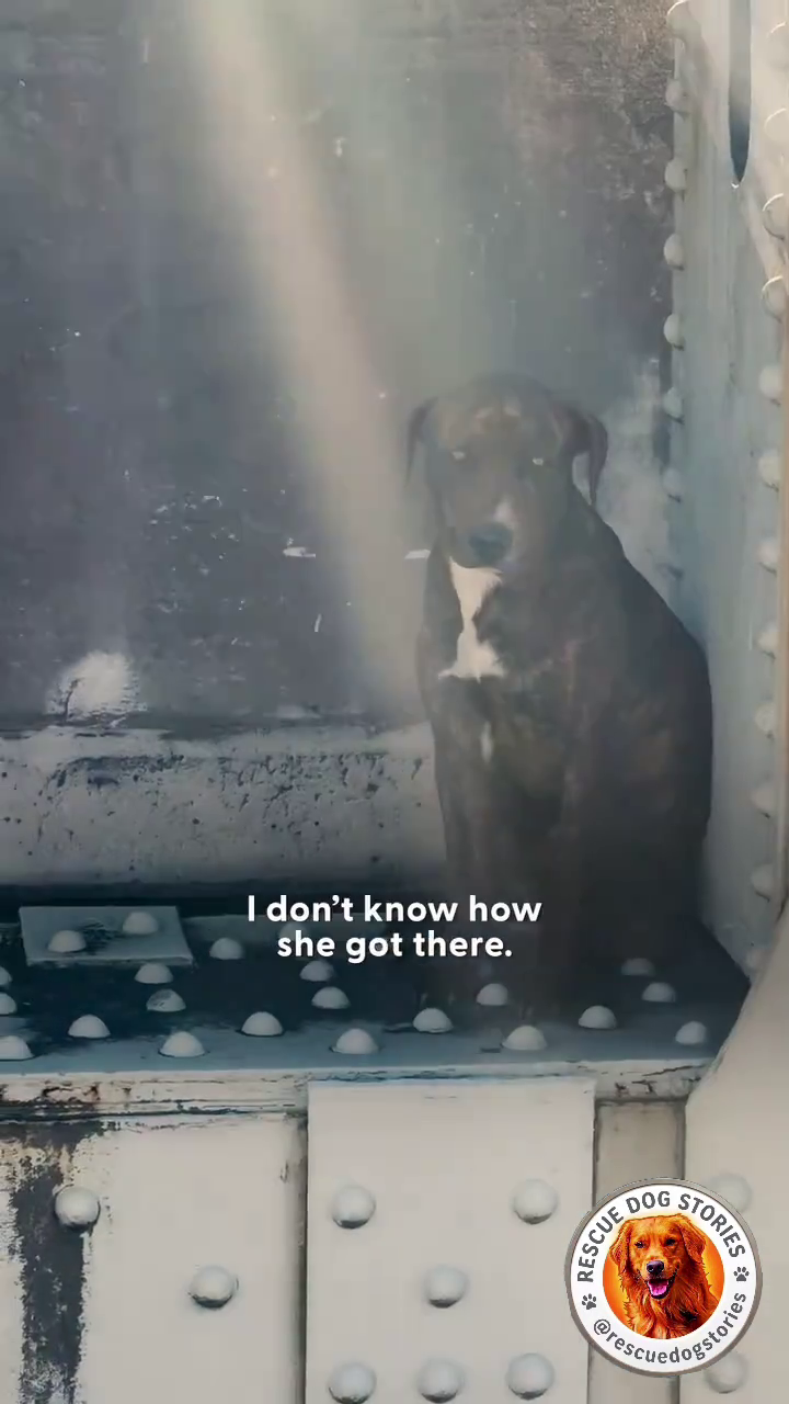 I don't know how she got there. RESCUE DOG STORIES rescuedogstorte