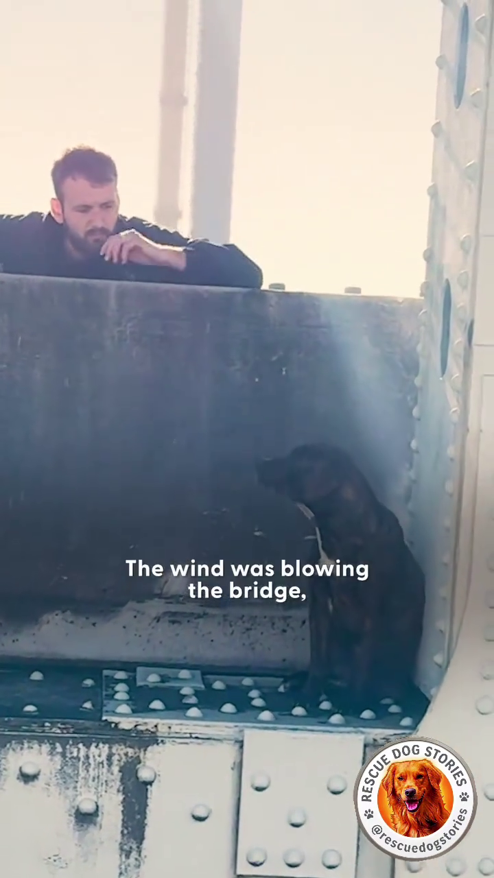 The wind was blowing the bridge, RESCUE STORIES @rescue