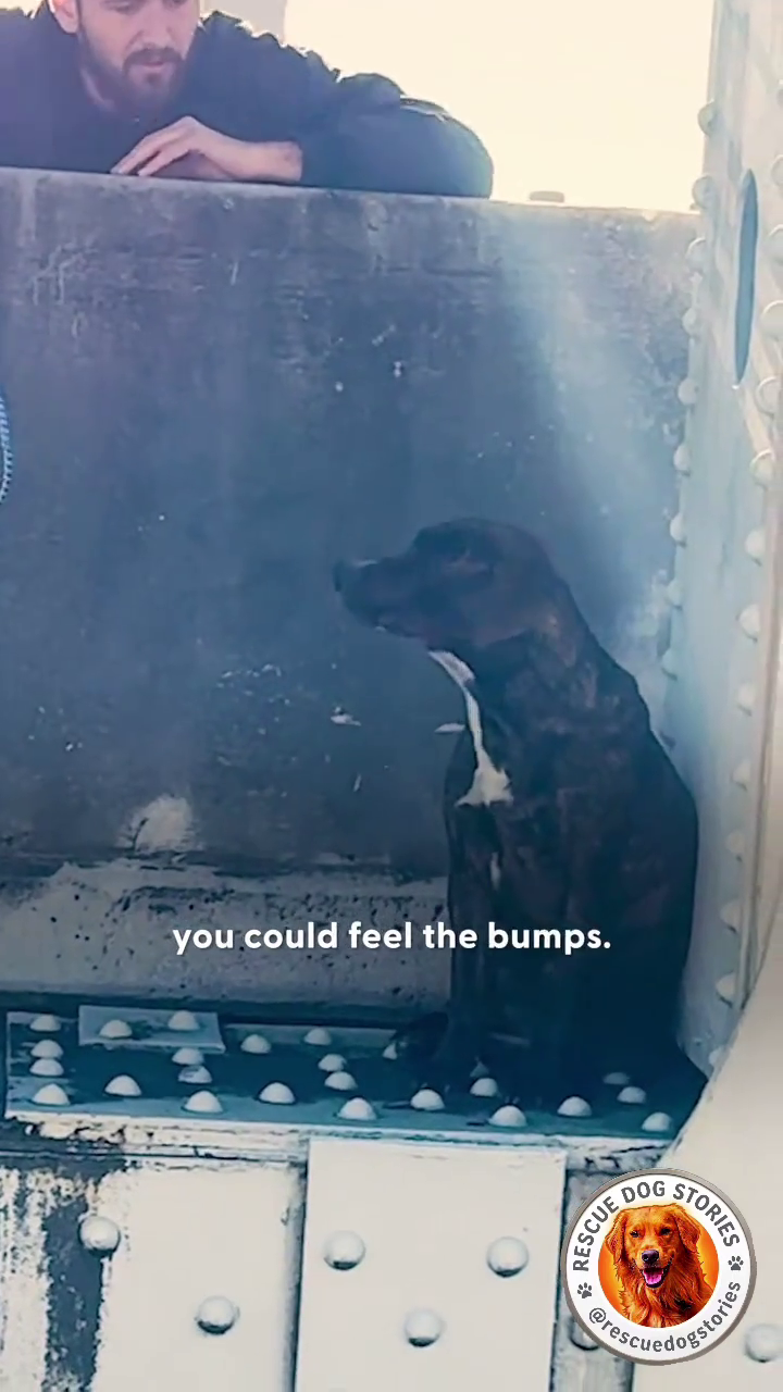 you could feel the bumps. RESCUE STORIES @rescu