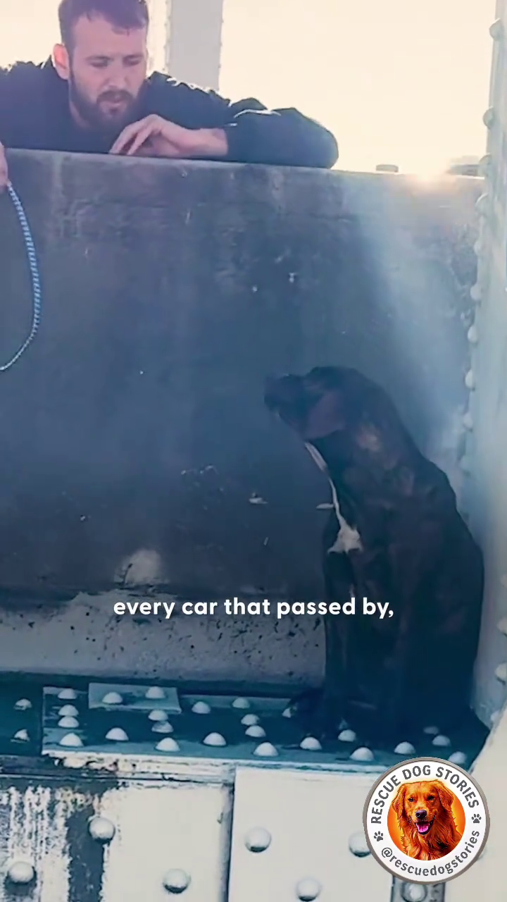 every car that passed by, ) RESCUE DOG @res STORIES dogstories