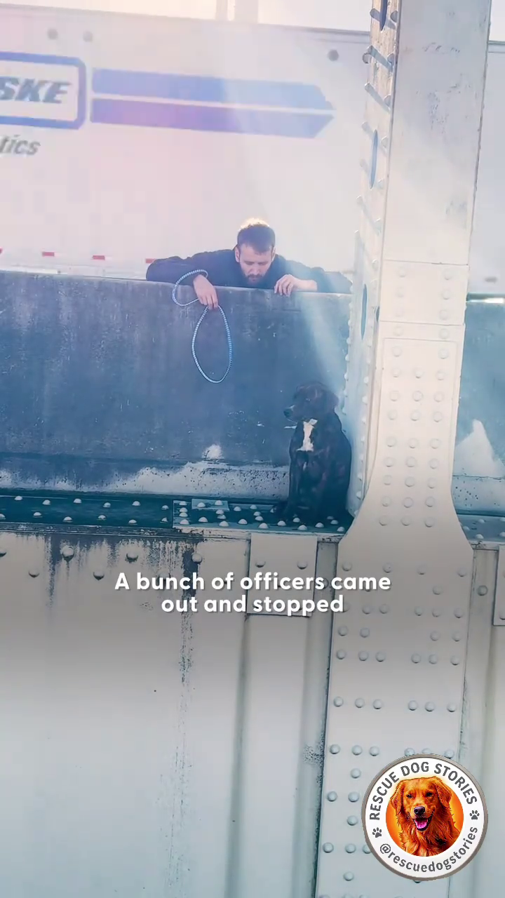 A bunch of officers came -out and stopped 0 O C 0 RESCUE Proscuedogstorie O STORIES C C SKE tics COOOO COC