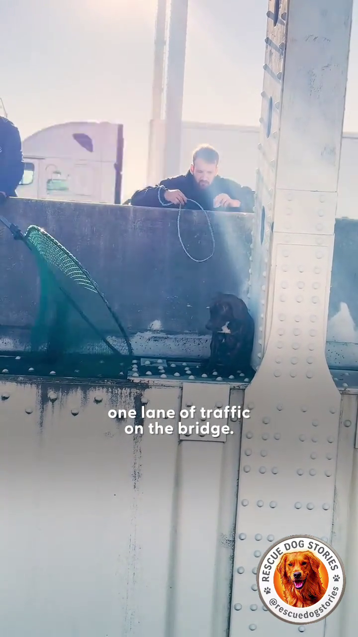 one lane of traffic on the bridge. RESCUE C J ) ) 9) DOG J STORIES @restories C C