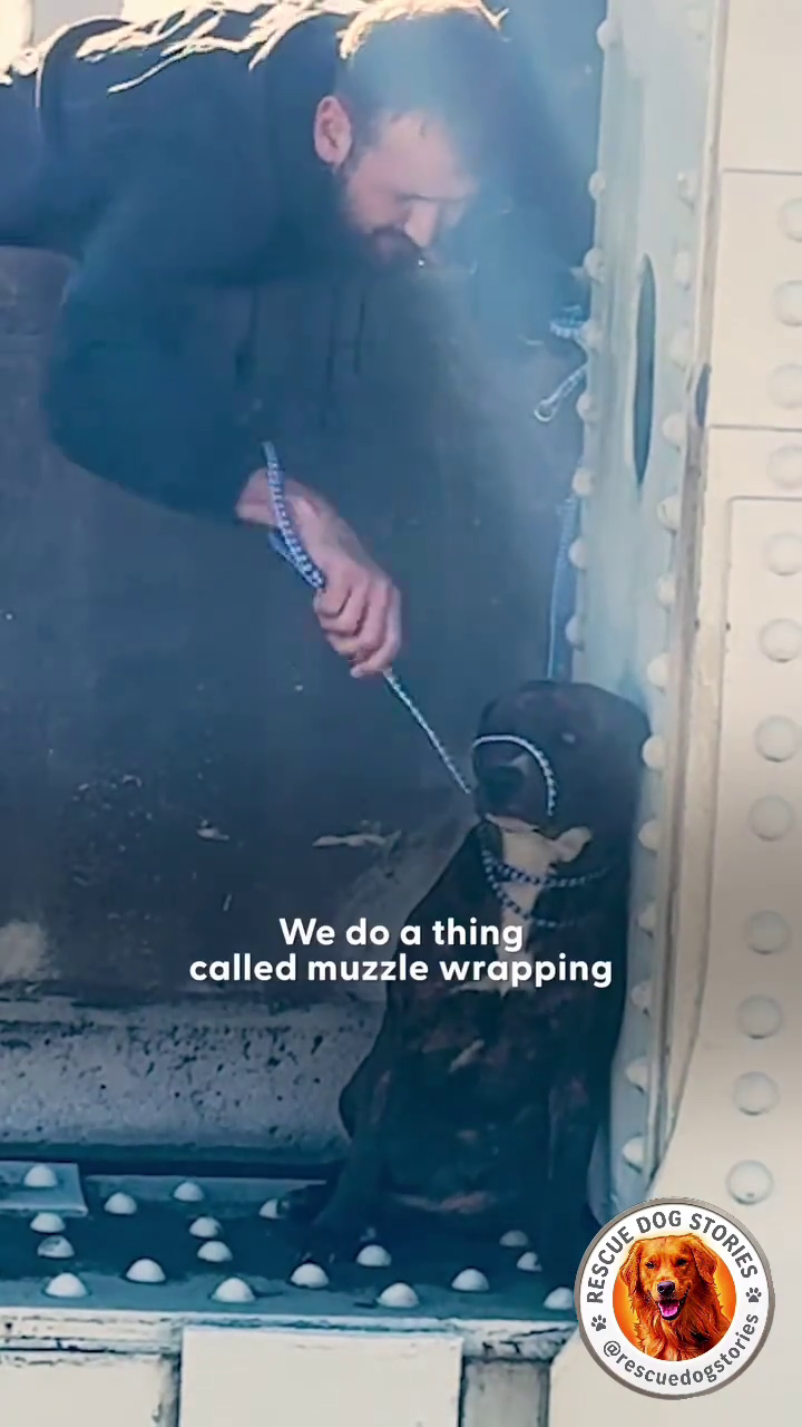 We do a thing called muzzle wrapping RESCUE @resc STORIES