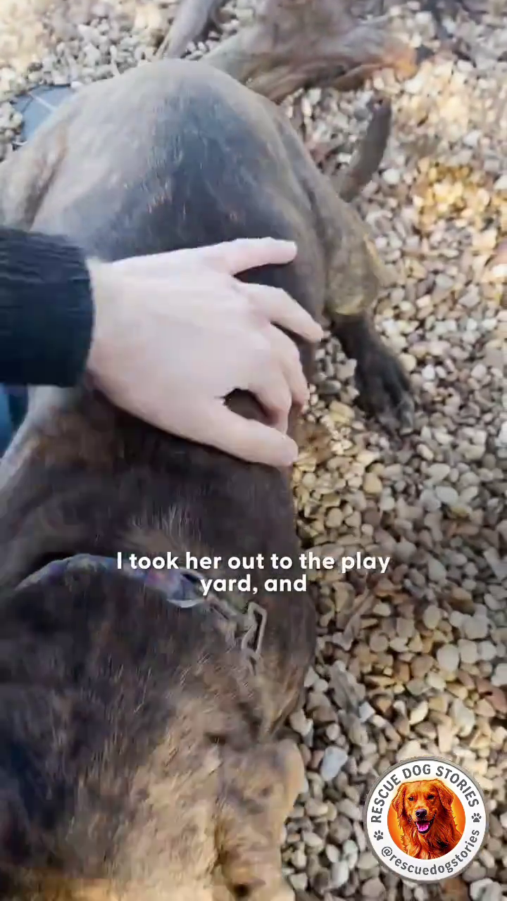 I took her out to the play yard, and RESCUE @resc STORIES gstories dogsto