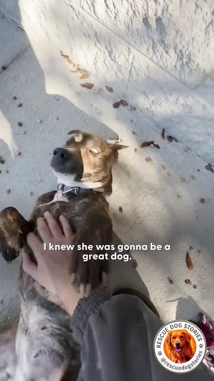 I knew she was gonna be a great dog. RESCUE CUE DOG rescue @resc STORIES dogstories