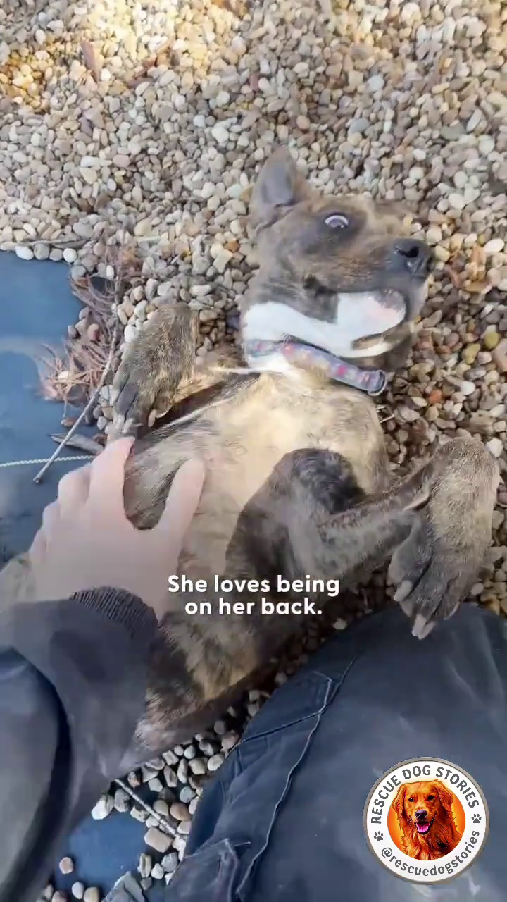 She loves being on her back. RESCUE DOG STORIES dogstories