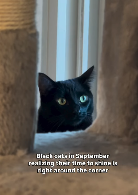 Black cats in September realizing their time to shine is right around the corner